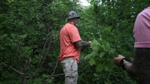 Быстро и правильно собираем свежие веники для бани.