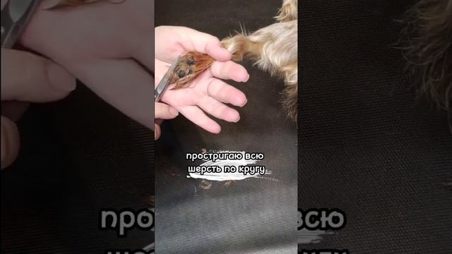 как подстричь лапки йоркширскому терьеру смотреть онлайн