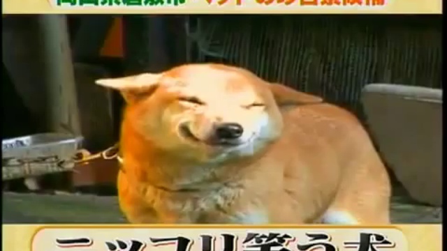 Настоящая собака-улыбака смотреть онлайн