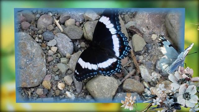 Вальс бабочек Красивая музыка, красивые бабочки смотреть онлайн