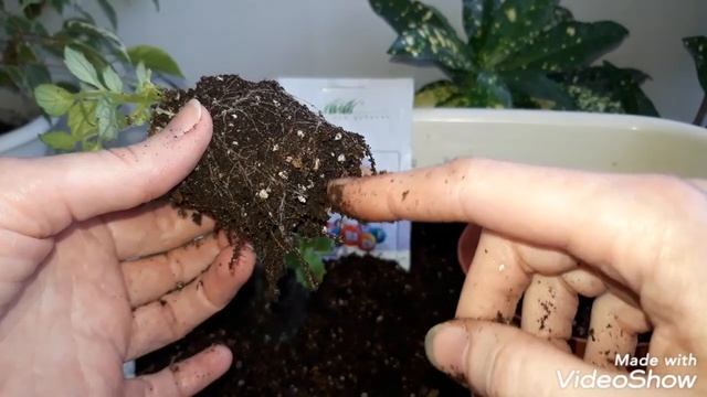 АХИМЕНЕСЫ. Пересадка (перевалка) ахименесов. смотреть онлайн