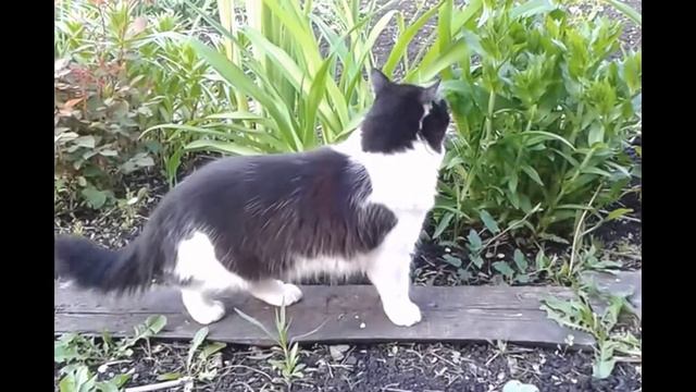 Кошка Фати гуляет! смотреть онлайн