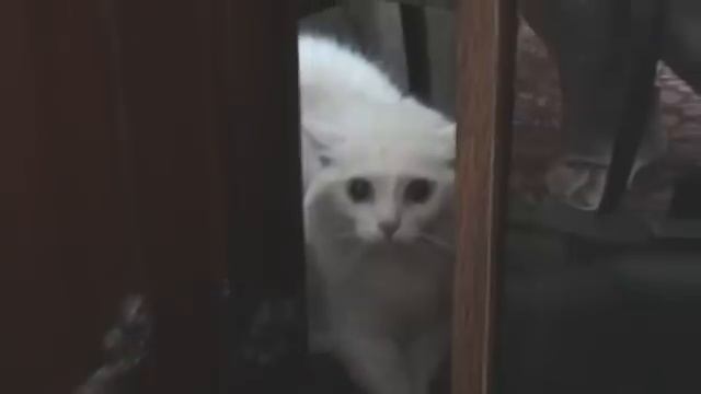 Кошка говорит Уходи- Она предупреждала тебя.Бедный хозяин смотреть онлайн