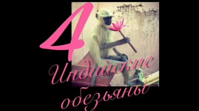 VlogINDIA Топ 5 животных, которых ты можешь встретит в Индии. Top 5 Animals You Can See In India