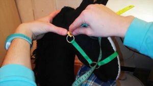 Недоуздок для хоббихорса за 10 мин