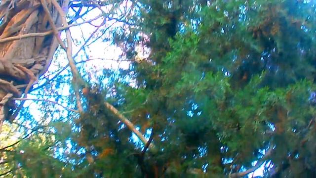 Глициния, Сочи и Лазаревское Буйное цветение смотреть онлайн