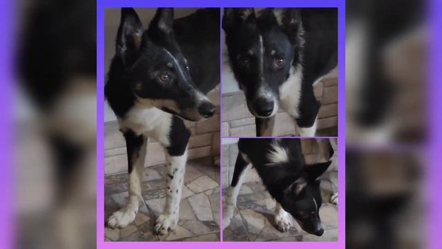 В ответственные и заботливые руки. Привезу в любой регион. Бесплатно. Возьми друга из приюта. смотреть онлайн