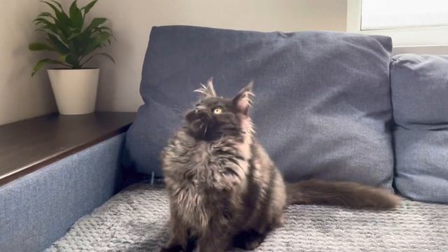 Котёнок породы мейн кун, окрас чёрный дым смотреть онлайн