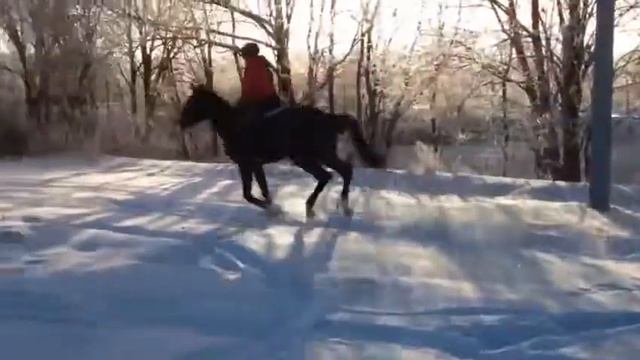 Подготовка молодой лошади кросс смотреть онлайн