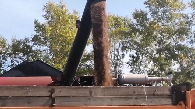 Как мы убирали свой первый Лен! смотреть онлайн