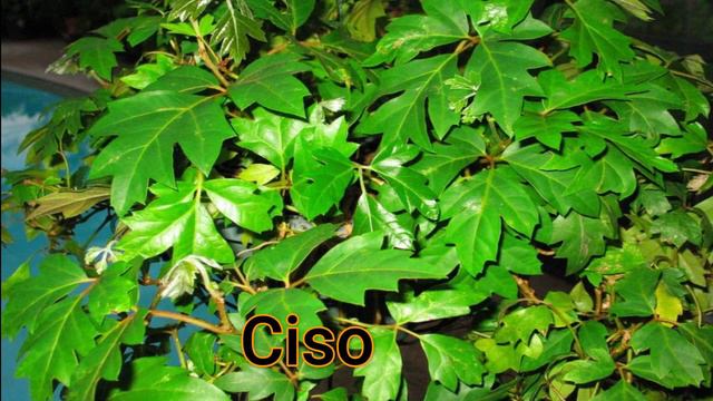 Árboles Y Plantas  No Tóxicos  Para Loros , Aves , Psitácidos