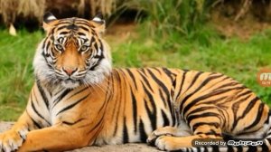 Тигр против Пантеры КТО ПОБЕДИТ???