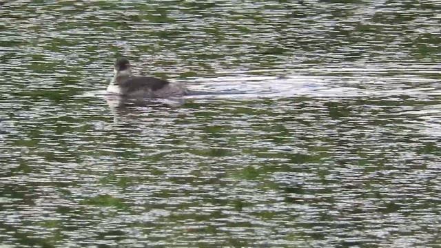 Птенцы черношейной поганки