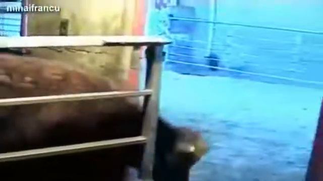 086 Удивительно Умные Коровы 2016 NEW смотреть онлайн