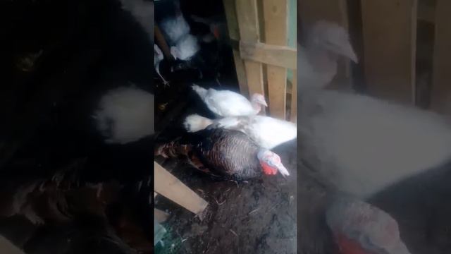 Индюки Биг 6 и домашние.на улицу утром выгул. смотреть онлайн