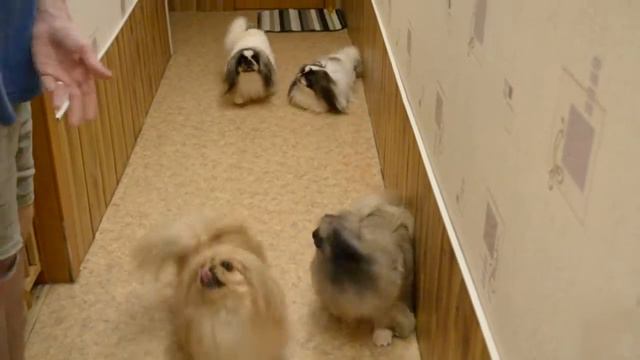 Питомник Савелина, наши девочки смотреть онлайн