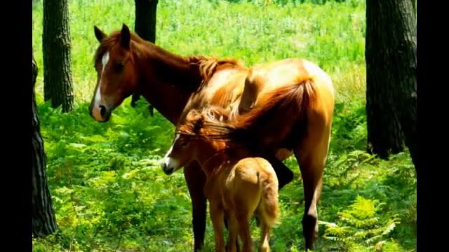 Мантра Исполнения желаний смотреть онлайн