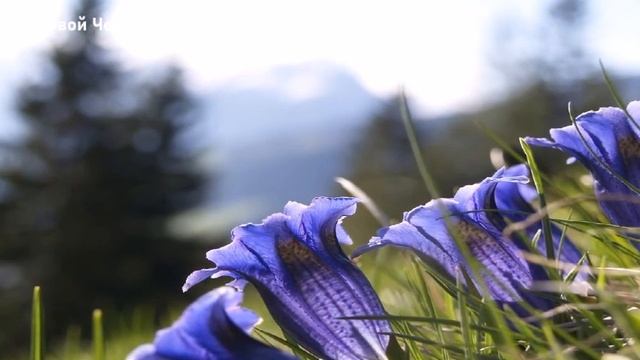 То, что сейчас происходит на вашей планете, можно назвать «Откровением»-ченнелинг смотреть онлайн