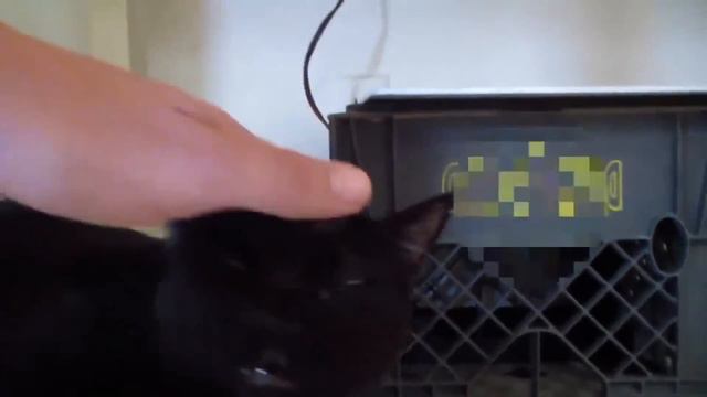 Она не осилила большой)))) Смотреть до конца))) смотреть онлайн