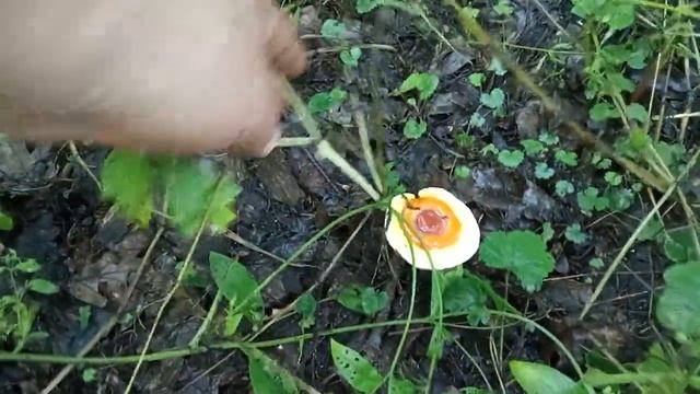 ПРОГУЛКА ЗА ГРИБАМИ ЧУТЬ НЕ ОКОНЧИЛАСЬ ТРАГЕДИЕЙ. ГРИБЫ ПОСЛЕ ОБИЛЬНЫХ ЛИВНЕЙ #грибы смотреть онлайн