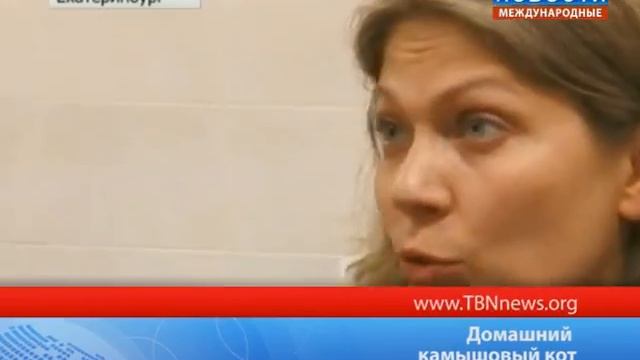 Домашний камышовый кот