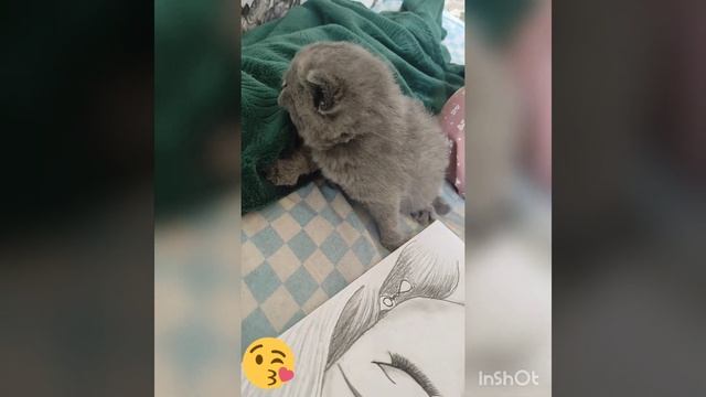 Маленький котенок Арчи наблюдает как хозяйка рисует... смотреть онлайн