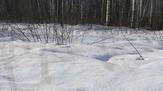 Диафрагма в зимнем лесу пейзажная фотография с Фовеонычем смотреть онлайн
