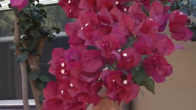 How to Trim Climbing Bougainvillea for Maximum Bloom : Great Gardening смотреть онлайн