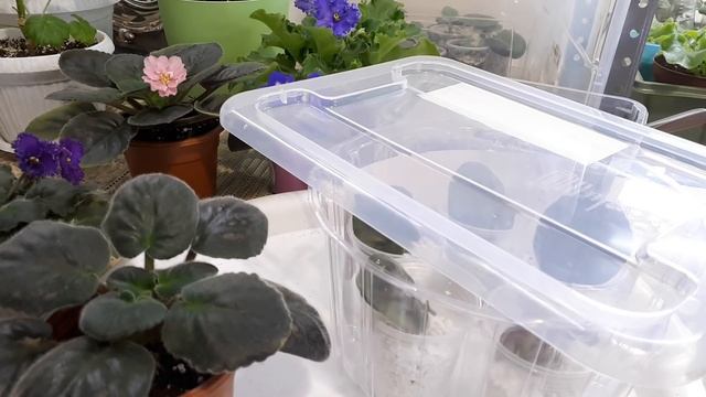 Опять много бутонов!!! Повторяй за мной! смотреть онлайн