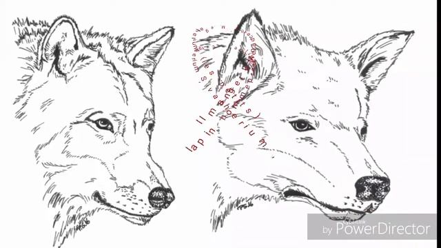 Canis dirus смотреть онлайн