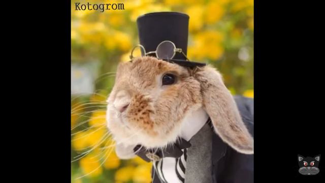 Самый стильный кролик на свете смотреть онлайн