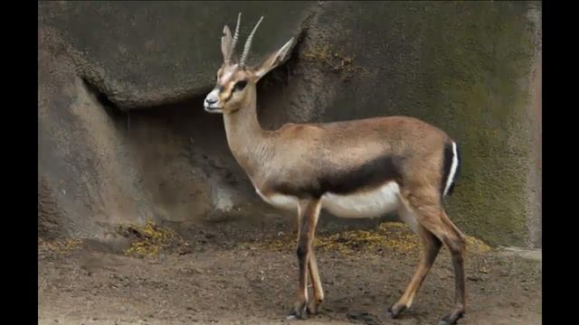 ГАЗЕЛИ - Грациозные красавицы смотреть онлайн