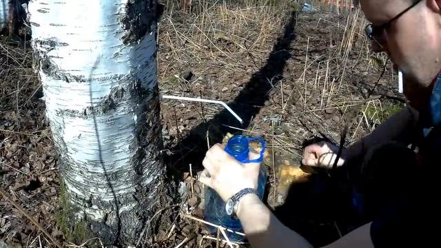 Правильный Березовый сок!!! смотреть онлайн