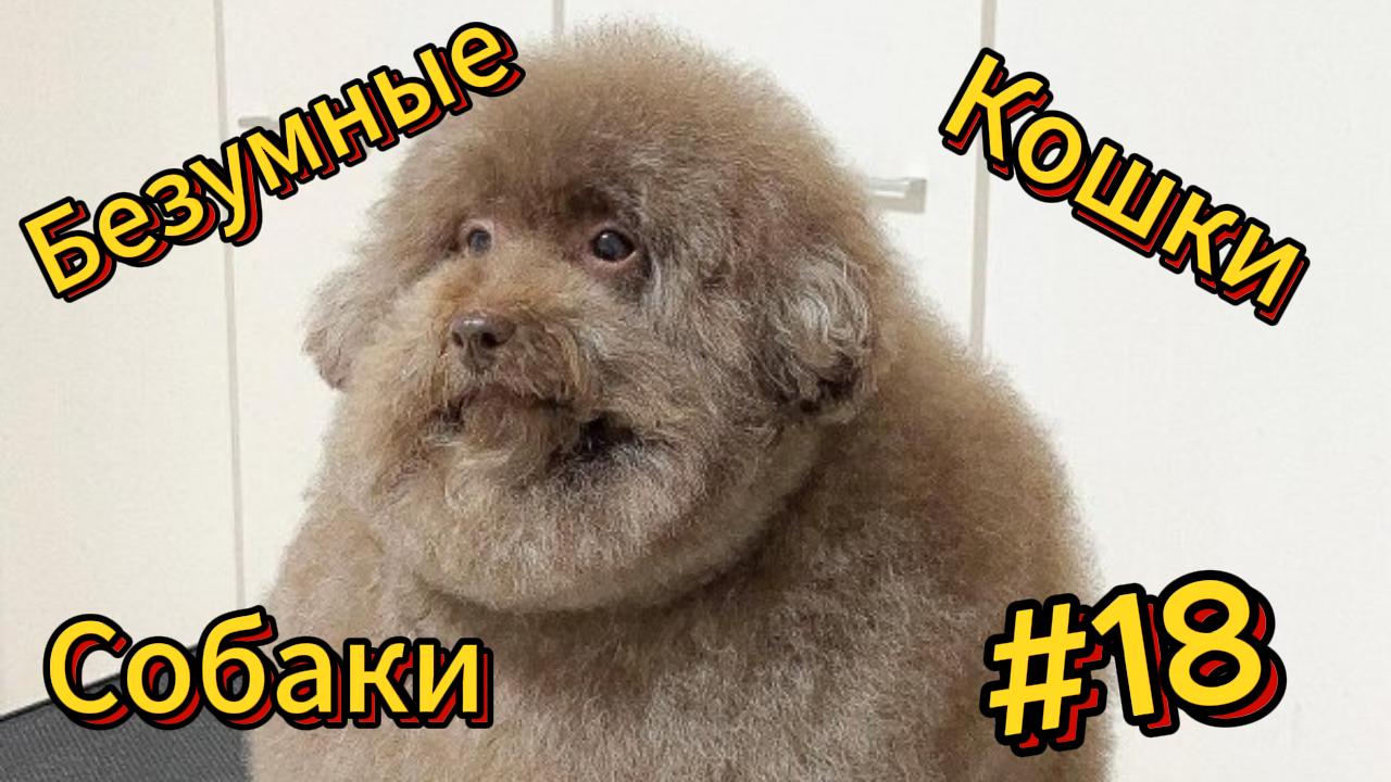 ДО СЛЁЗ ? подборка безумных кошек и собак | Смешные видео - Лучшие ПРИКОЛЫ 18 смотреть онлайн