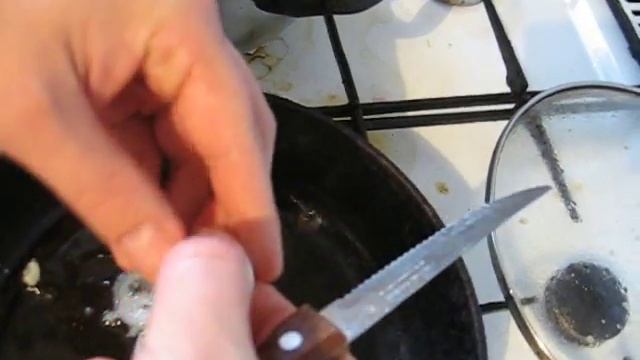 яичница из яиц попугаев корелл!!! смотреть онлайн