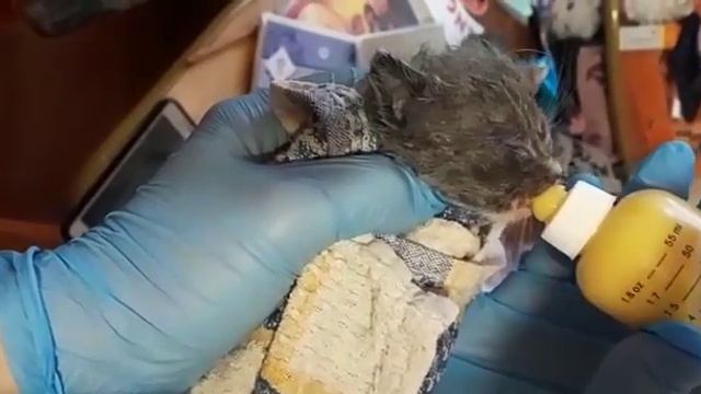 Я НАШЛА НОВОРОЖДЕННОГО КОТЁНКА смотреть онлайн