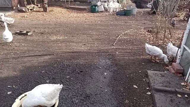 Сколько гусей оставлять на племя смотреть онлайн