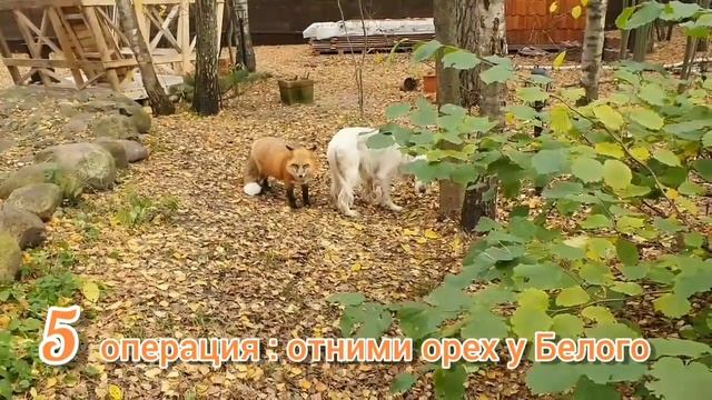 ЛИ СЯО. Алиса - Лиса. Лиса парашютист. ТОП 10 смотреть онлайн