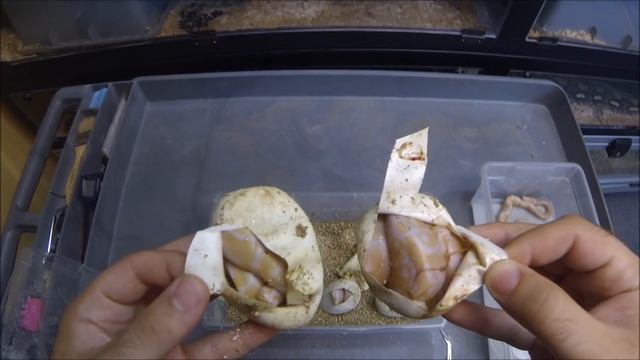 How to Pop Baby Ball Pythons смотреть онлайн