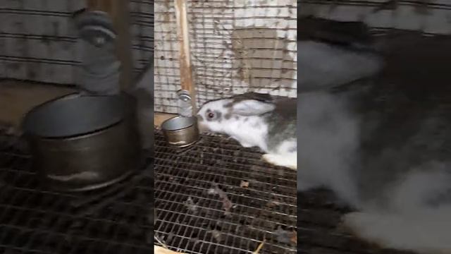 #КРОЛИКИ #ЗАЙЦЫ КРОЛИКИ #КЛЕТКА #КОРМУШКА смотреть онлайн