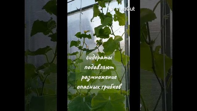 Как вырастить хороший урожай в теплице. #готовим теплицу #рассадапомидор #сидераты смотреть онлайн