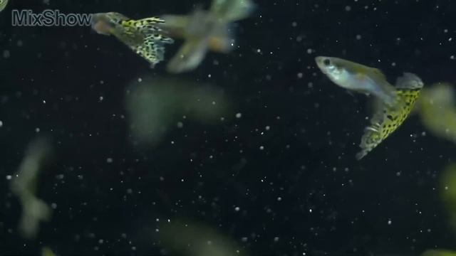 5 САМЫХ МАЛЕНЬКИХ РЫБ В МИРЕ смотреть онлайн