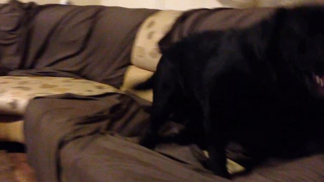 лабрадор балуется смотреть онлайн