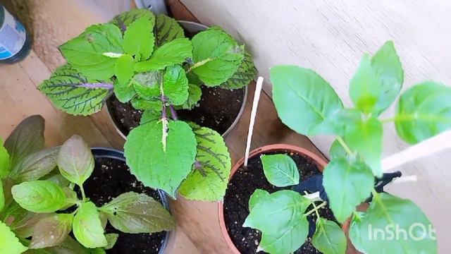 Такое количество цветов перевезла на дачу. смотреть онлайн