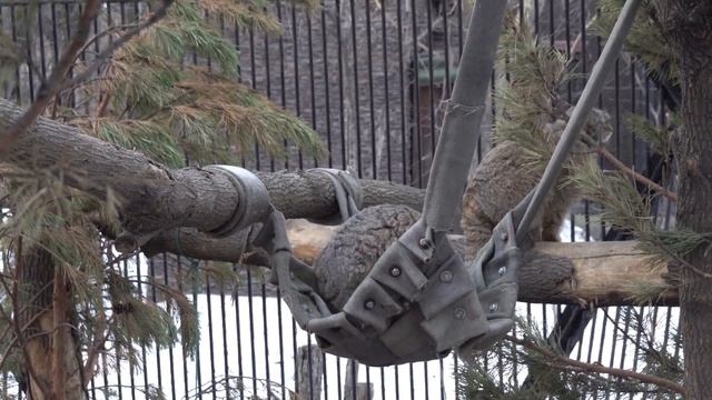 Котята манулов в гамаке. 03.04.2023 смотреть онлайн