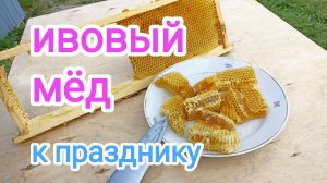 Ивовый, апрельский, сотовый, монофлерный МЁД. К празднику!