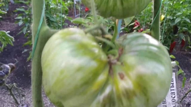 №48 "Большой оранжевый полосатый". Сорта помидоров. Выращивание помидоров. Огород. Сад. Томаты. смотреть онлайн