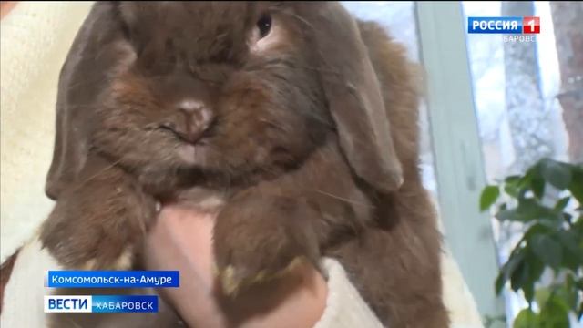 Кролик обещает позитив и комфортную жизнь: в зооцентре «Питон» познакомились с символами 2023 года смотреть онлайн