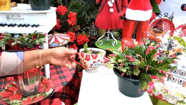 Cactus Navideño | Cuidados y Consejos Nivel Dios | Tutorial | Guía para que florezca смотреть онлайн