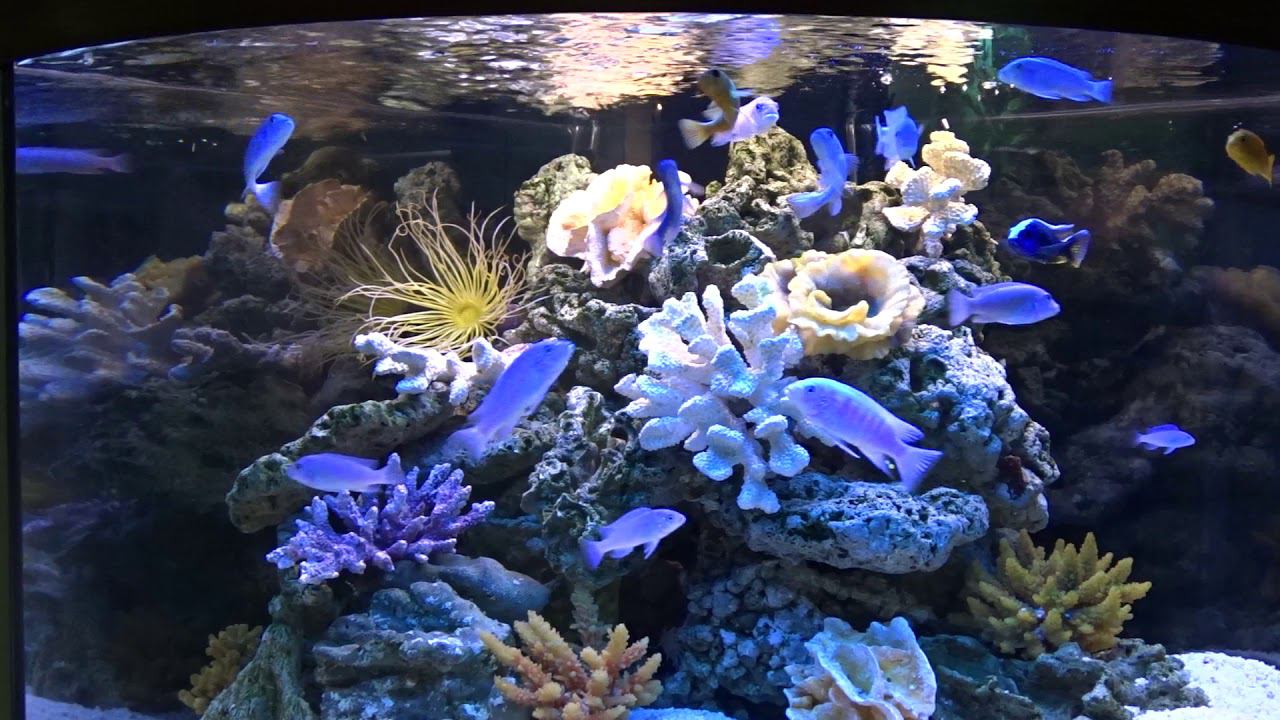 Пресноводное оформление "Псевдоморе" смотреть онлайн